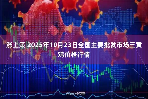 涨上策 2025年10月23日全国主要批发市场三黄鸡价格行情